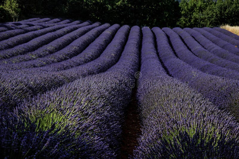 View of field of lavender flowers under sunny sky, near the village of Roussillon. Located in the Vaucluse department, Provence region, in southeastern France