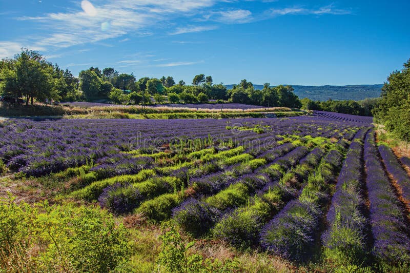 View of field of lavender flowers under sunny sky, near the village of Roussillon. Located in the Vaucluse department, Provence region, in southeastern France