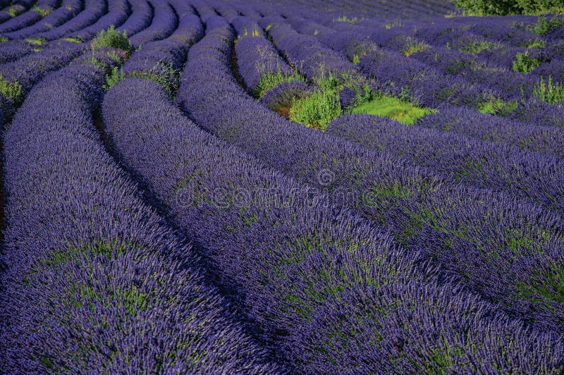 View of field of lavender flowers under sunny sky, near the village of Roussillon. Located in the Vaucluse department, Provence region, in southeastern France