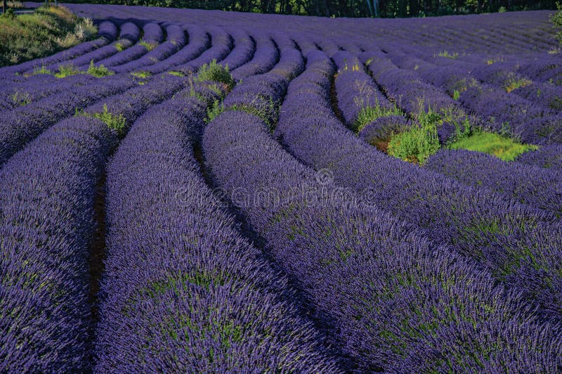 View of field of lavender flowers under sunny sky, near the village of Roussillon. Located in the Vaucluse department, Provence region, in southeastern France