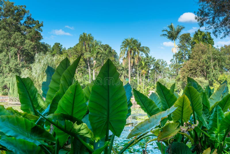 The view on the field with palm trees trough colocasias leaves