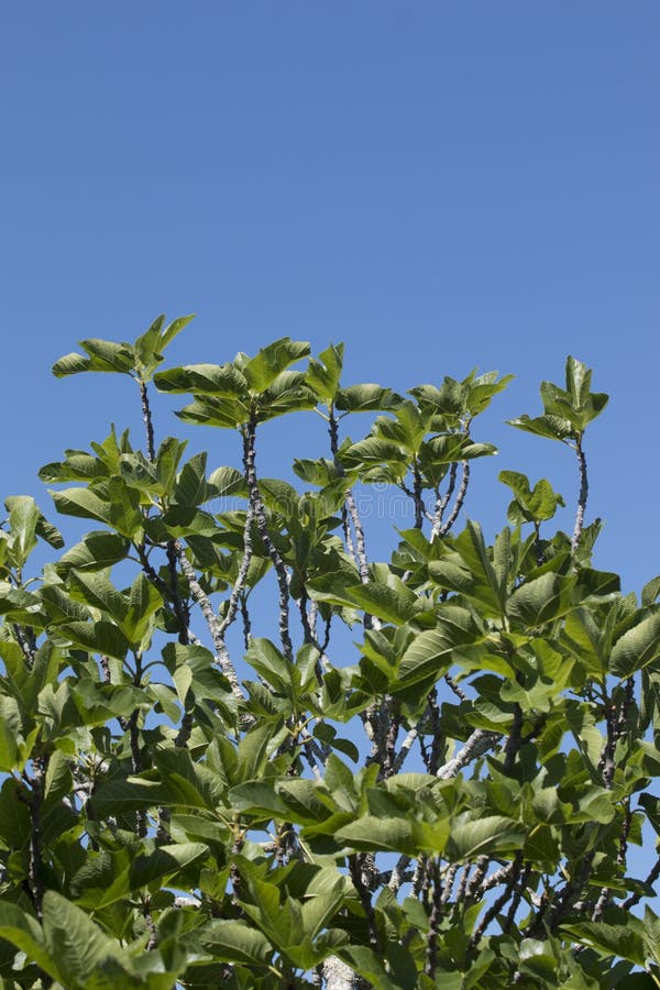 Fig tree and blue sky stock photo. Image of outdoors 105961856