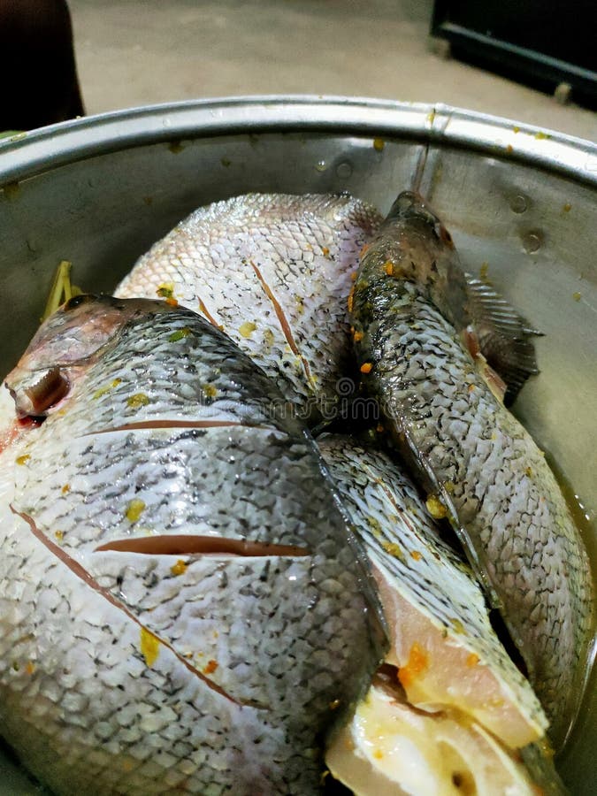 A view fish fresh and the best at morning day stock photos