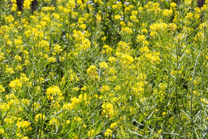 View of a Flowering Mustard Plantation Stock Photo Image of seed