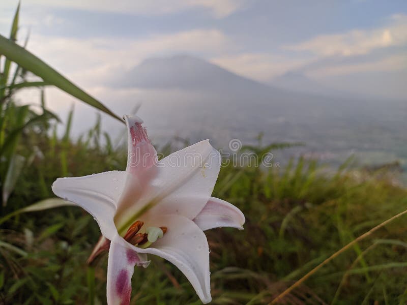 View Flowers on the mountain andong royalty free stock images