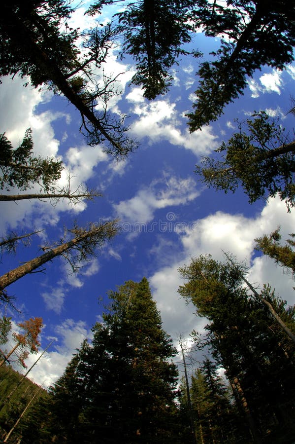 View of Forest from Below