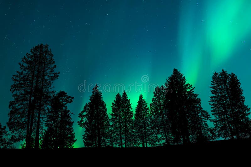 View of a Forest with the Night Sky in the Background Stock Photo - Image  of nature, natural: 180705022