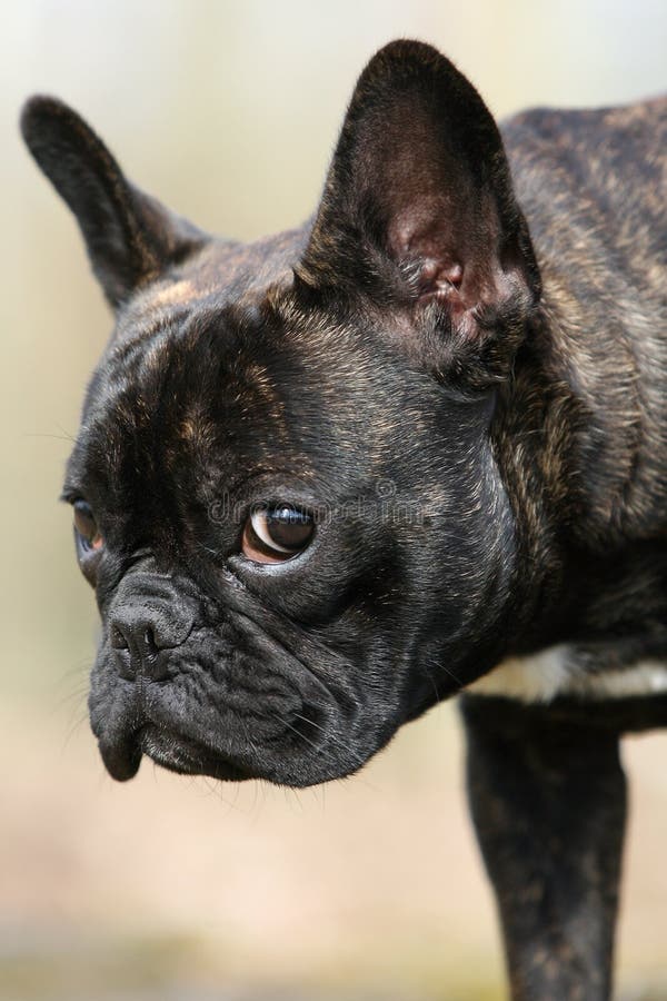 View of a french bulldog