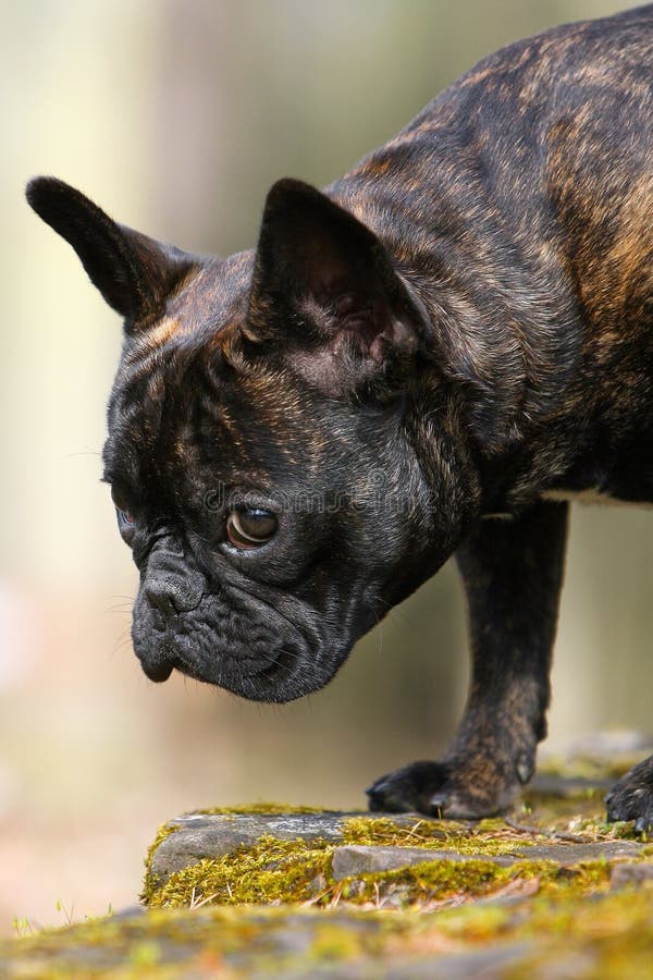 View of a french bulldog