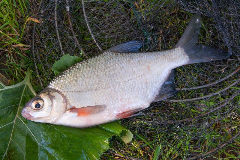 bream