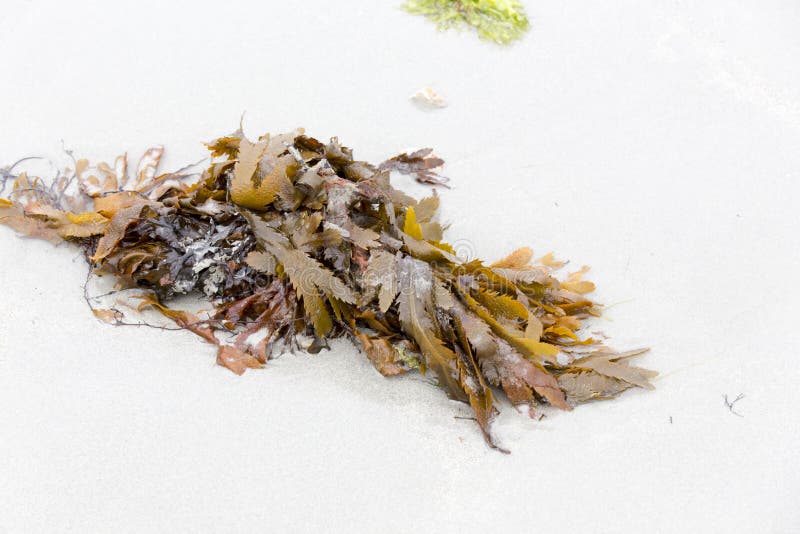 View of fucus serratus, brown algae