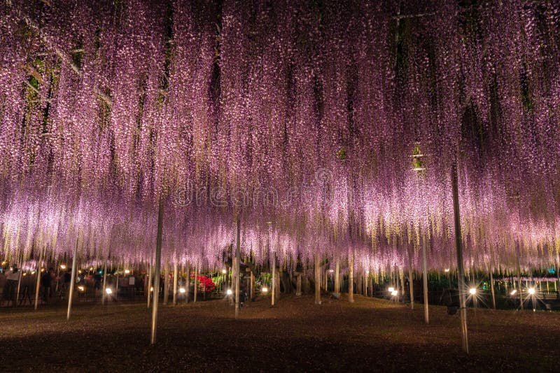 Wisteria at Night stock photo. Image of flower, growing - 1393900