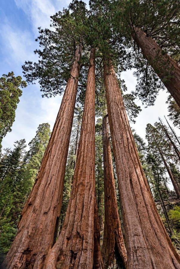 Gigantic Sequoia Trees in Sequoia National Park, California USA Stock