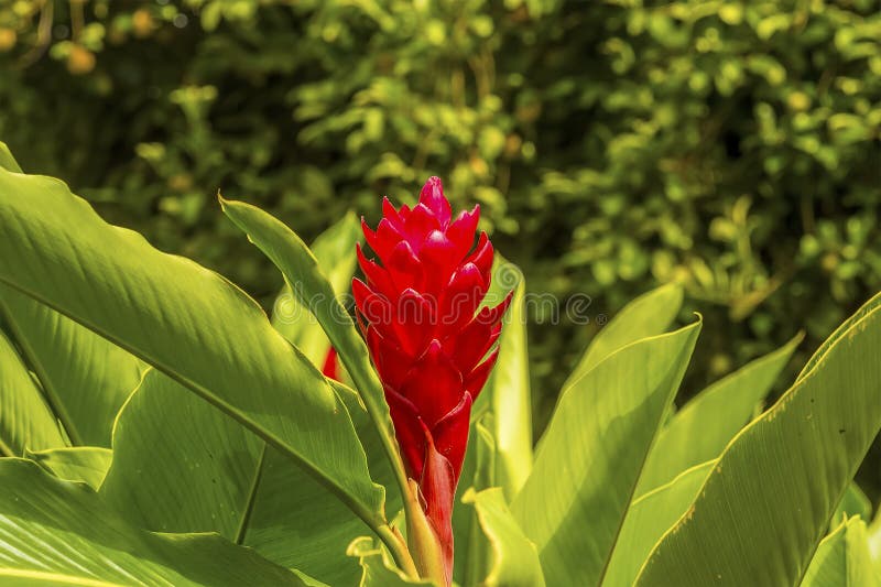 1 341 Ginger Lily Photos Free Royalty Free Stock Photos From Dreamstime