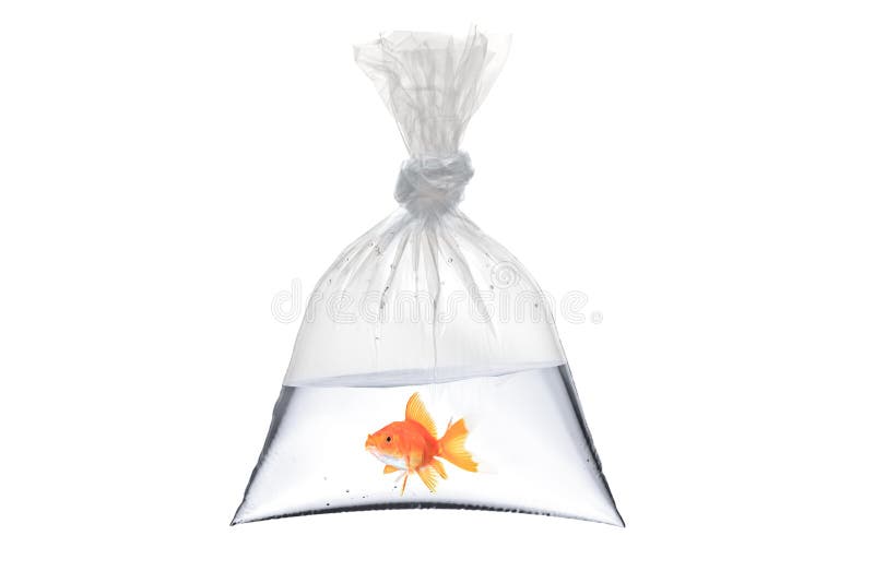 7,699 Fish Bag Stock Photos - Free & Royalty-Free Stock Photos