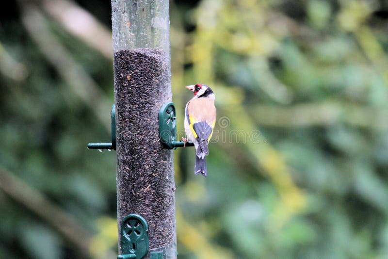 A view of a Goldfinch