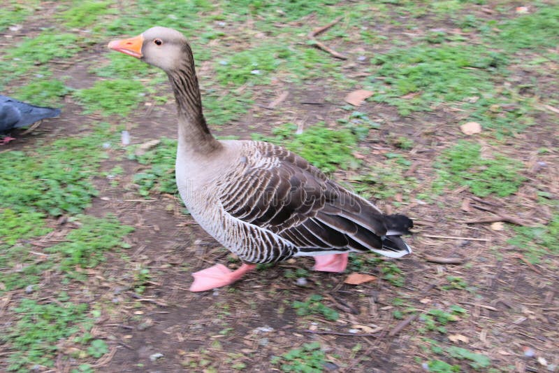 A View of a Goose in London Stock Image Image of duck, wildlife