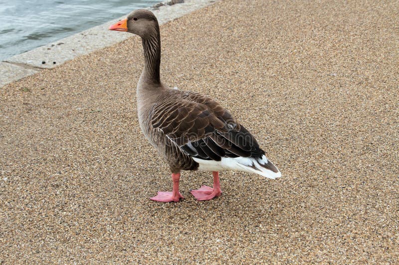 A View of a Goose in London Stock Image Image of outside, goose