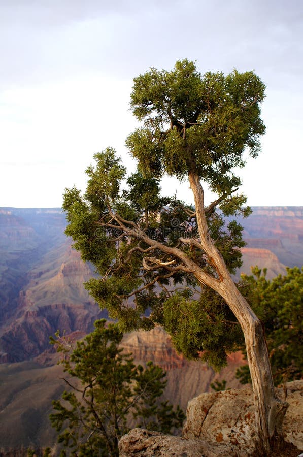 View of the Grand Canyon with Tree