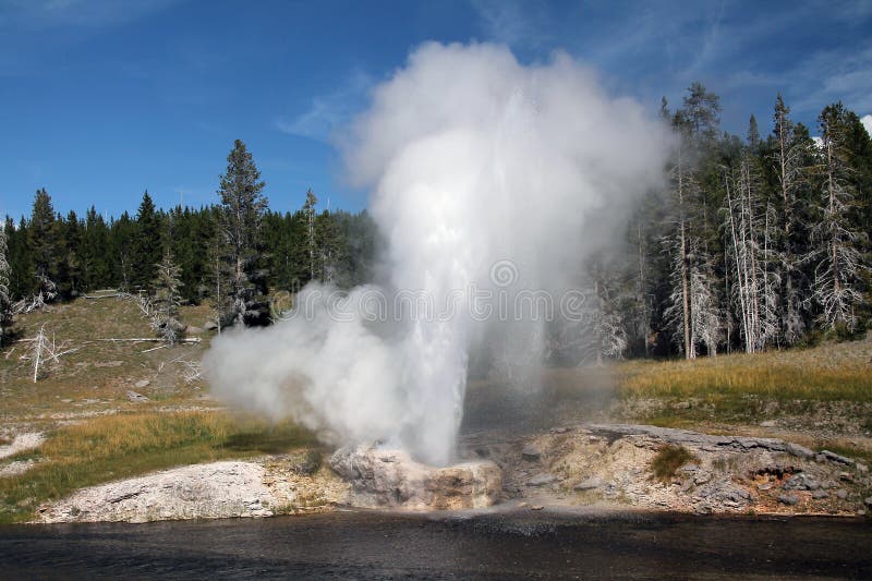 View of Grand Geyser Erupting in Yellowstone Stock Photo Image of
