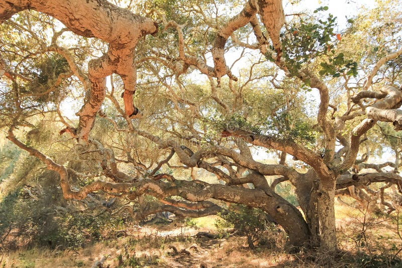 Los Osos Oaks State Reserve Address