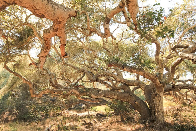 Los Osos Oaks State Reserve Entrance Fee