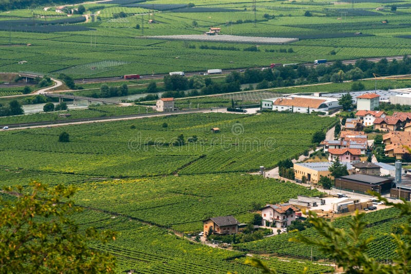 View of grape fields, vineyards in the mountains of northern Italy. Summer day. Production of mountain varieties of wine Besenello