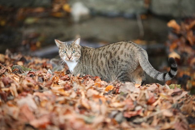 View of a Gray Cat Standing on Dried Leaves Stock Photo Image of