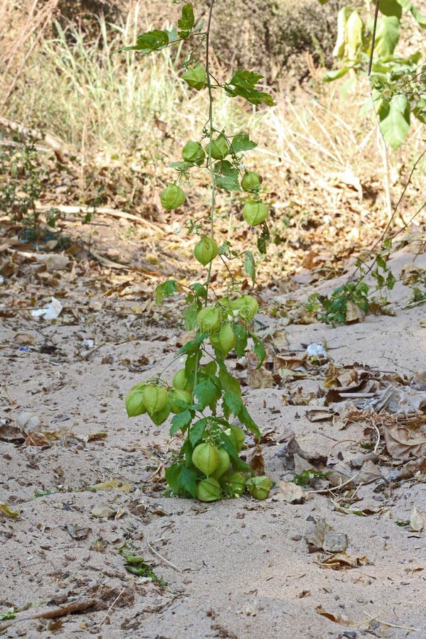 Vine Branches {Pouch} Vine Branches {Pouch}