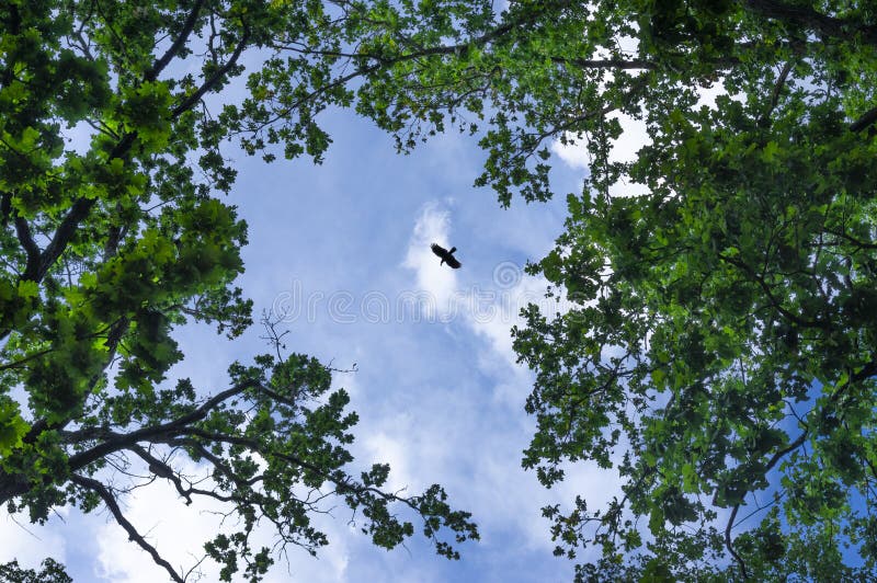 View through green deciduous trees up into the blue sky with white clouds and a raven bird in flight with prey in its beak royalty free stock photos View through green deciduous trees up into the blue sky with white clouds and a raven bird in flight with prey in its beak royalty free stock photos