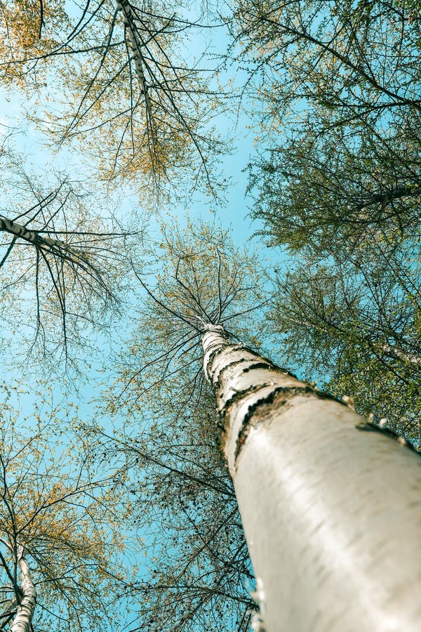 View from the ground on the crown of deciduous trees, high trunk of birch