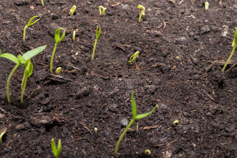 View of the Ground with Sweet Pepper Sprouts Sprouting Stock Image