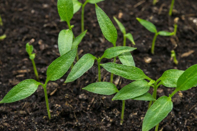 View of the Ground with Sweet Pepper Sprouts Sprouting Stock Photo