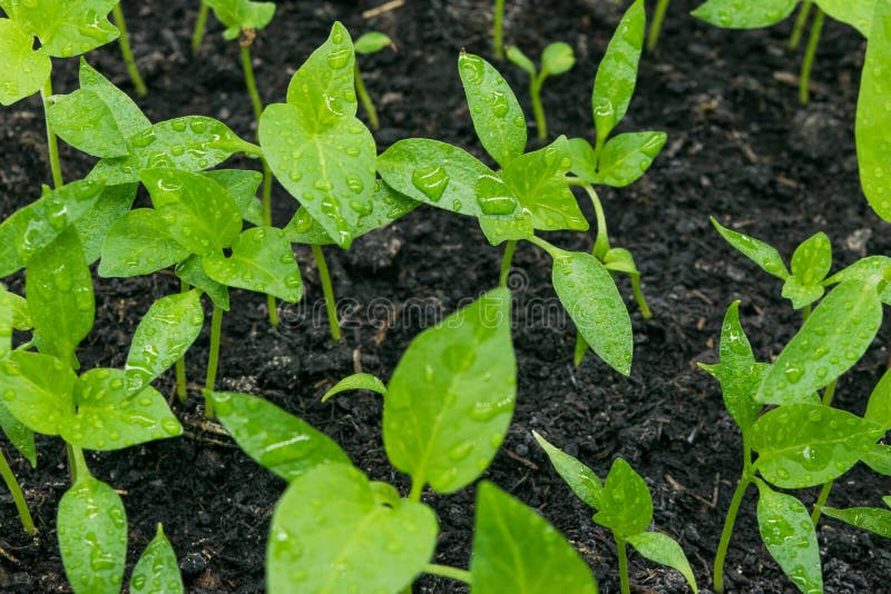 View of the Ground with Sweet Pepper Sprouts Sprouting Stock Image