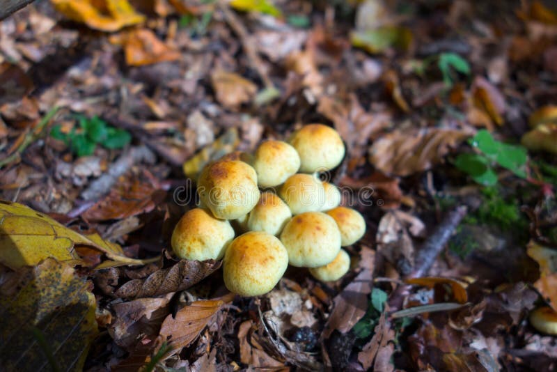 View of a group of mushrooms between dry leaves royalty free stock photos