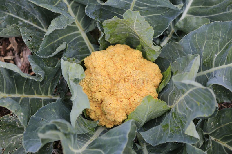 Organic Yellow Cauliflower Growing In The Garden Stock Photo Image of
