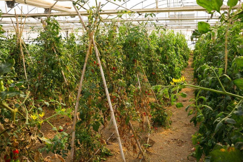 Growing Tomatoes in Greenhouse Stock Image Image of farming, healthy 197128503