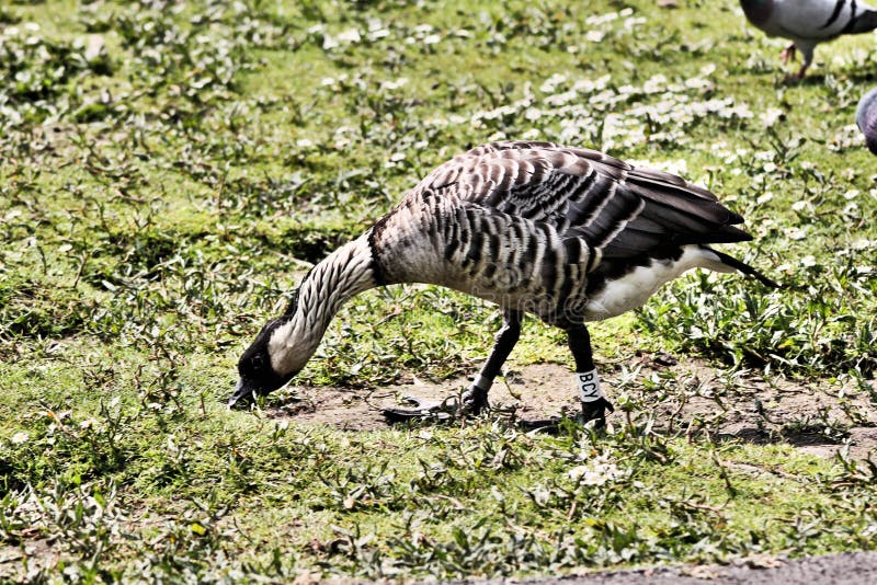 A view of a Hawaiian Goose royalty free stock photography A view of a Hawaiian Goose royalty free stock photography