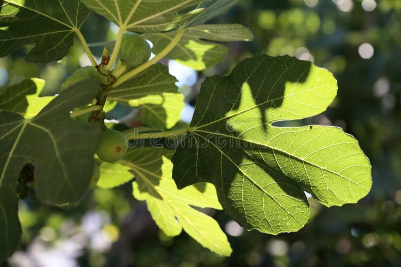 View on Healthy Figs on a Tree Stock Image Image of group, fruit