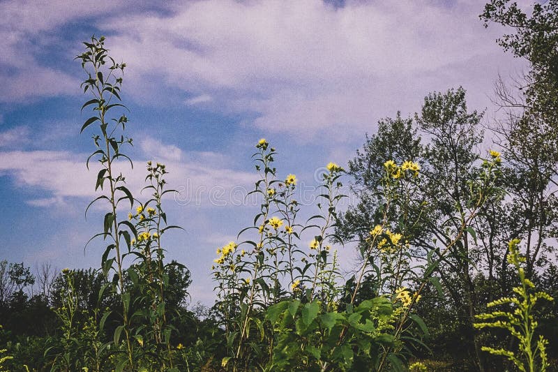 The view of Helianthus giganteus flowers blooming in the greenery