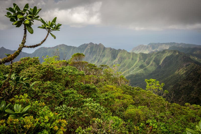 Lush Jungle Mountains of Hawaii Stock Image - Image of colors, hawaiian: 107382637 Lush Jungle Mountains of Hawaii Stock Image - Image of colors, hawaiian: 107382637