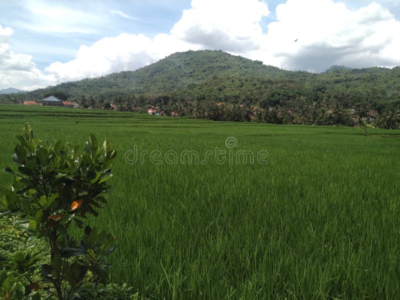 View, Hill, Mountain, Rice Field stock images