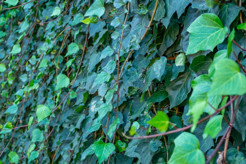 View of House Facade Covered by Overgrown Creeper Plant Stock Image