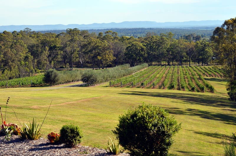 View on a Hunter Valley hills, Australia, New South Wales