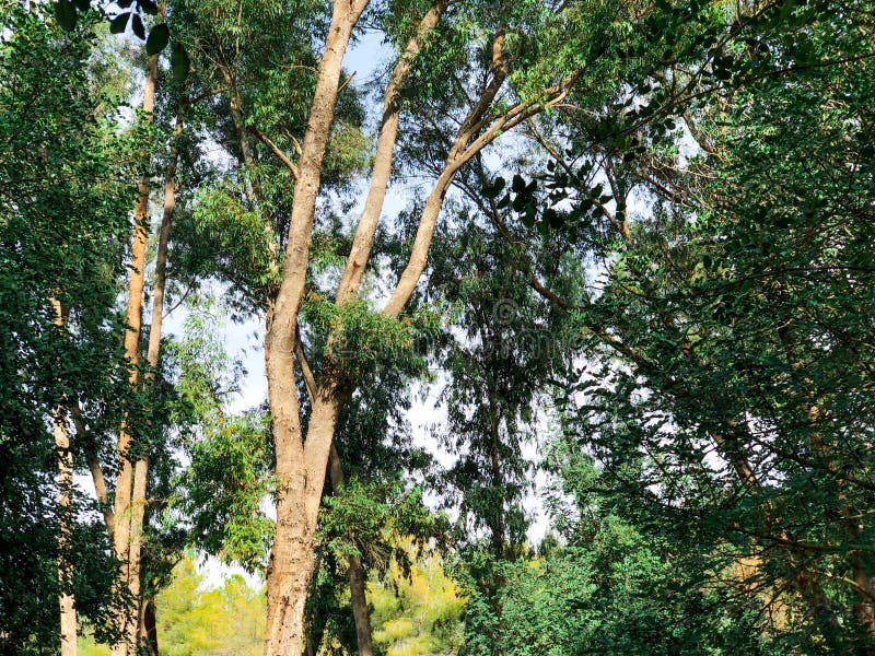 View Inside of the Forest on the Trees.Trees Grow in the Middle of the