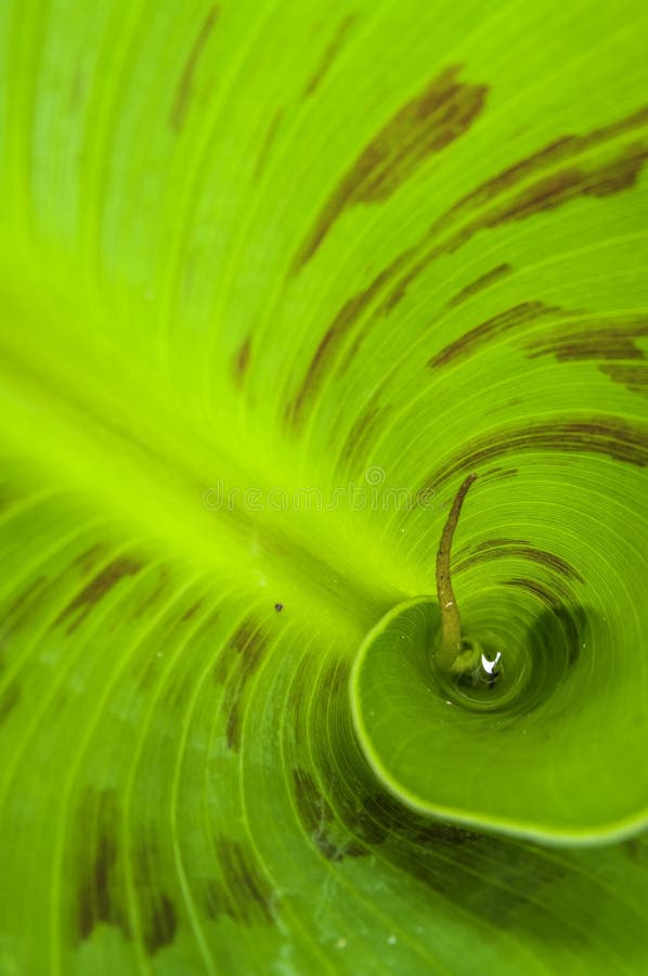 View inside a new green banana leaf, green background stock image View inside a new green banana leaf, green background stock image