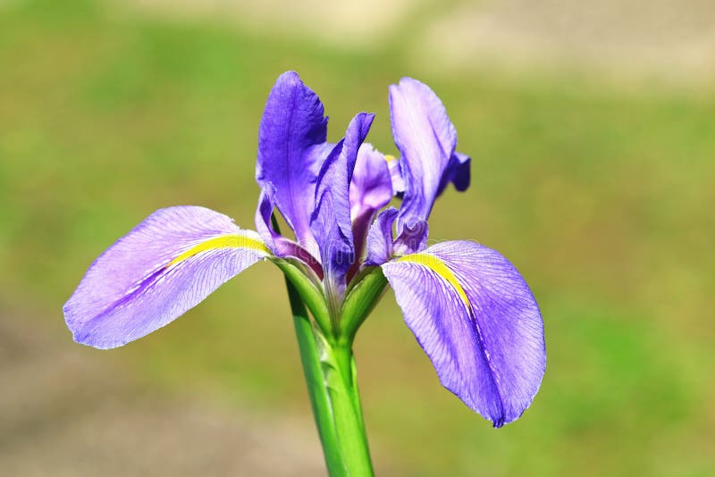 487 Fleur De Lis Flower Stock Photos - Free & Royalty-Free Stock Photos  from Dreamstime