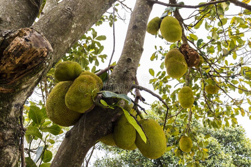 View of Jackfruit Fruit in an Orchard of Jackfruit (Artocarpus