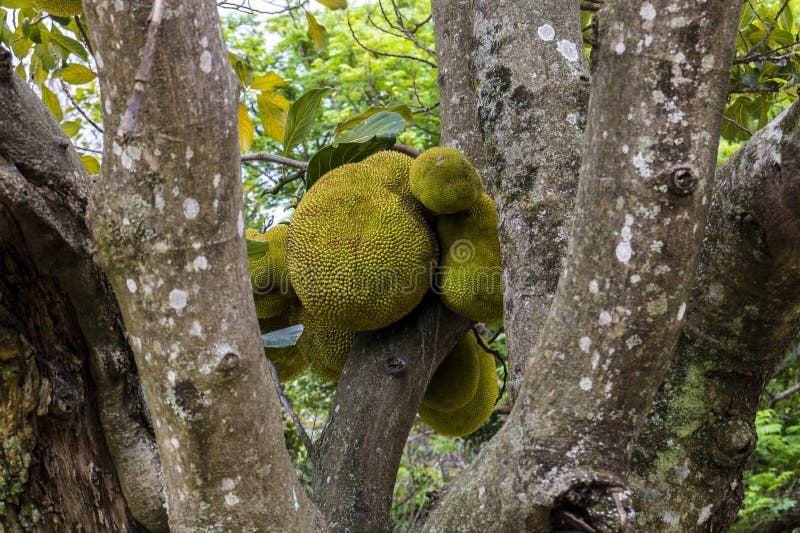View of Jackfruit Fruit in an Orchard of Jackfruit (Artocarpus