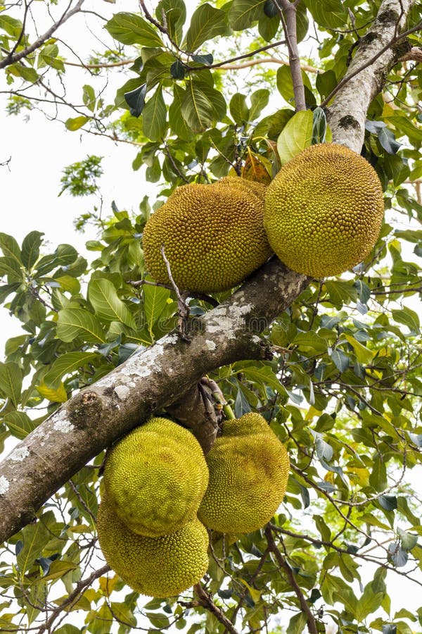 View of Jackfruit Fruit in an Orchard of Jackfruit (Artocarpus